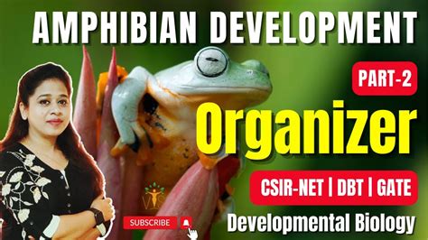 PPT Chapter 07Amphibians & Fish Early development and axis formation