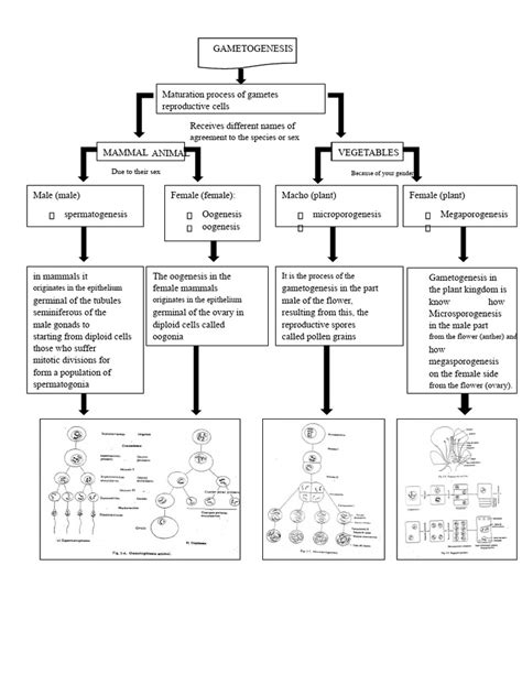 Gametogenesis Notes Pinterest