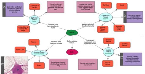 Samples of Concept Maps Concept map, Human body systems, Tissue types