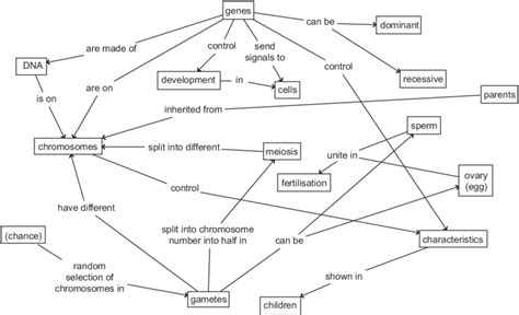 DNA, Genes and Chromosomes MindGenius mind map template Biggerplate