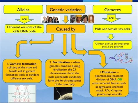 A collective concept map on the concept of gene Download Scientific