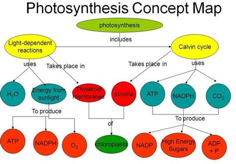 Light Reactions the initial reactions in photosynthesis; begins with