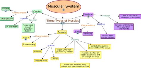 Arm Muscles Map / Concept Map Anatomy And Physiology It contains many