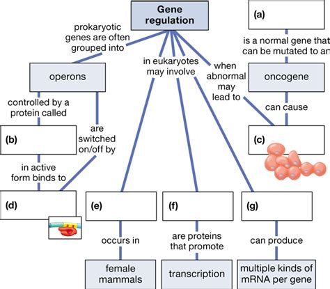 Regulation Of Gene Expression Concept Map