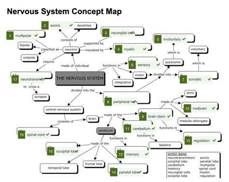 4.2 Autonomic Nervous System Basics Nursing Pharmacology