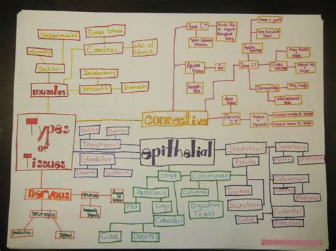 Body Tissues Concept Map Anatomy and Physiology