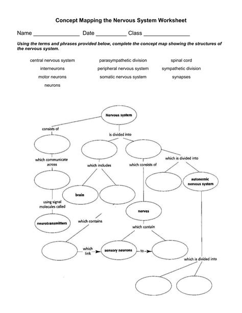 Concept Mapping The Nervous System Worksheet