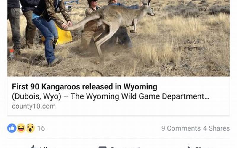 Concerns About Introducing Kangaroos In Wyoming