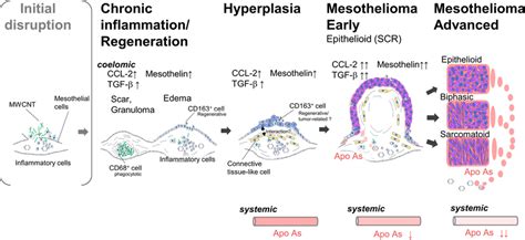Conclusion on Mesothelioma Development Time
