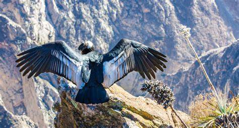 Condors Flying Colca Canyon