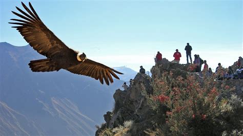 Condors in Colca Canyon