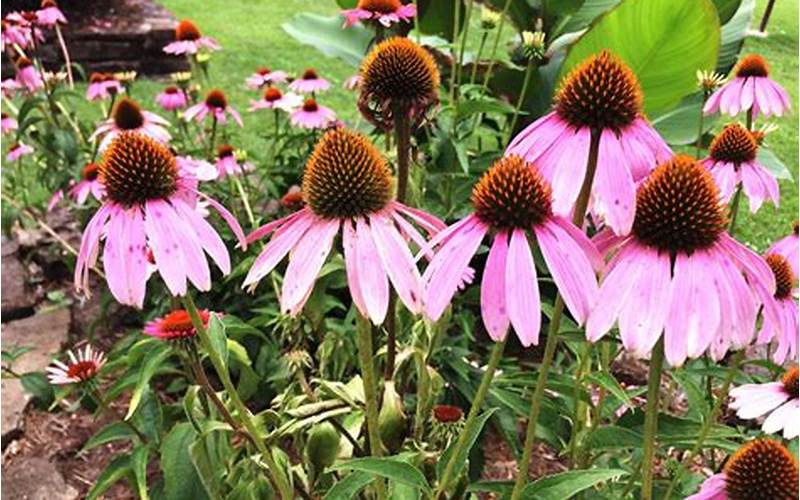 Coneflowers