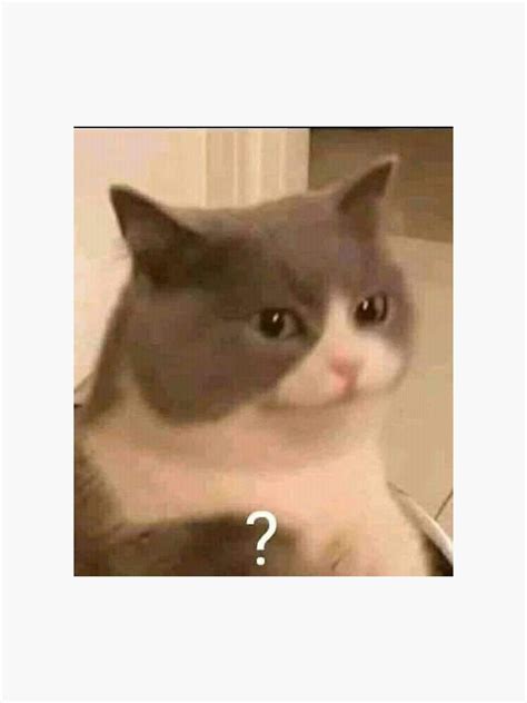 Confused Cat Meme 4 Panel