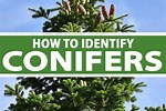 Conifer Tree Identification