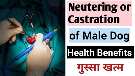 Consequences of Castrating a Dog
