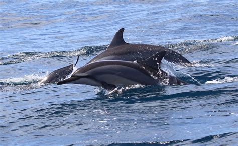 Conservation Ethical Considerations Dolphins
