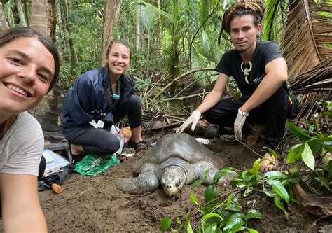 Conservation Projects Turtles