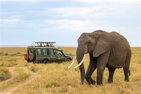 Conservation Safari
