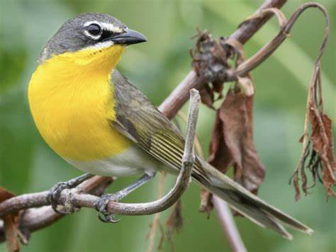 Conservation Status of the Yellow Breasted Bird