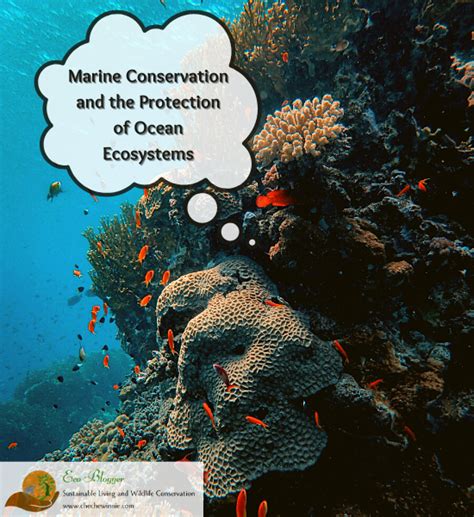 Conserving Marine Ecosystem