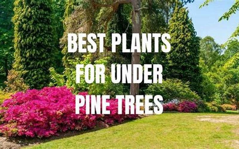 Considerations For Planting Under Pine Trees