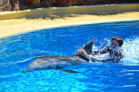 Considerations When Swimming With Dolphins
