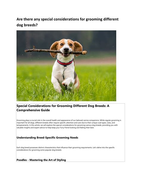 Considerations for Different Dog Needs