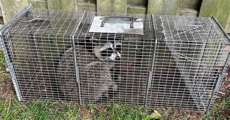 Considerations for Live Trapping