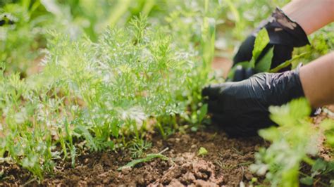 Consistent Weeding Strategy