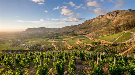 Constantia vineyards