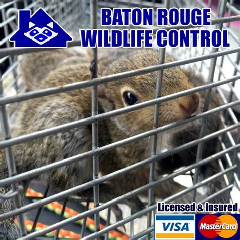 Consult Professional Wildlife Control