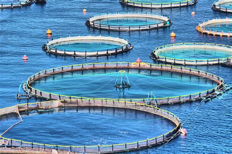Continuous Innovation in Fish Farming Equipment