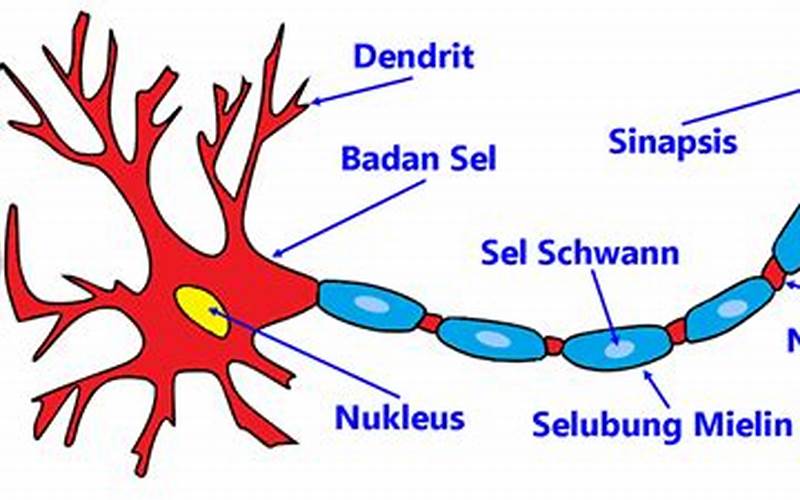 Contoh Gambar Neuron