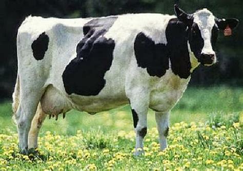 Contoh Gambar Sapi