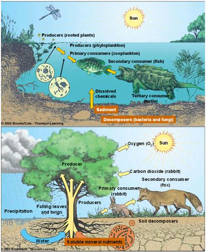 Contoh Interaksi Antar Komponen Biotik