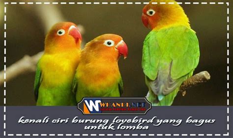 Contoh Lovebird Untuk Lomba