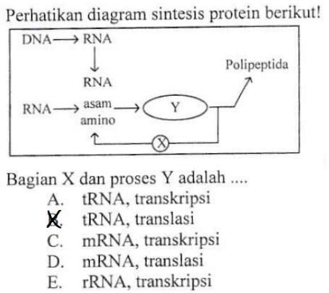 Contoh Soal Sintesis Protein