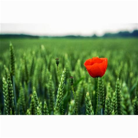 Discover the Art of Visual Drama: Understanding the Magic of Contrast Definition in Photography