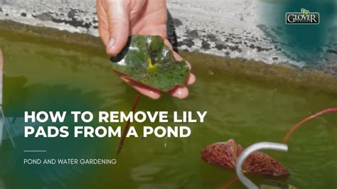 Controlling Lily Pads