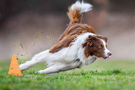Cool Active Dog Breeds