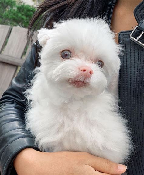 Cool Albino Dog