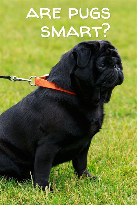 Cool Are Pugs Smart