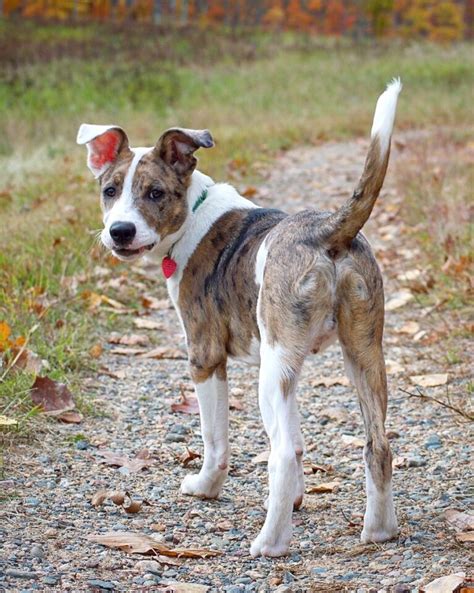 Cool Aussie Pit Mix