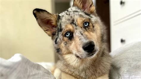 Cool Australian Shepherd Mix Husky