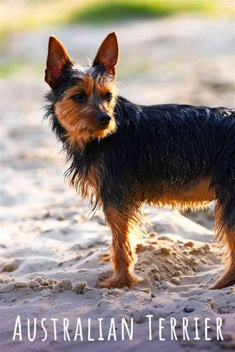 Cool Australian Terrier Mix