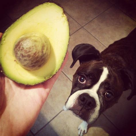 Cool Avocado For Dogs