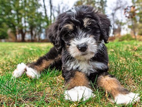 Cool Bernedoodle Price