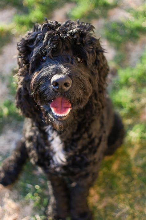 Cool Black Cockapoo