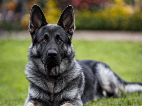 Cool Blue Colored German Shepherd