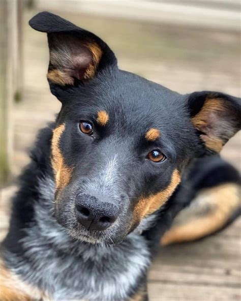 Cool Blue Heeler Rottweiler Mix